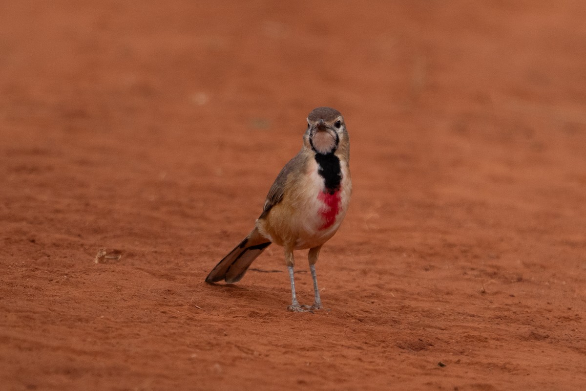 Rosy-patched Bushshrike - ML640942834