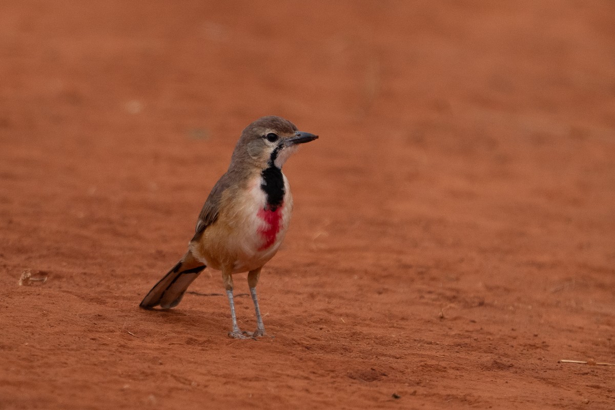 Rosy-patched Bushshrike - ML640942835