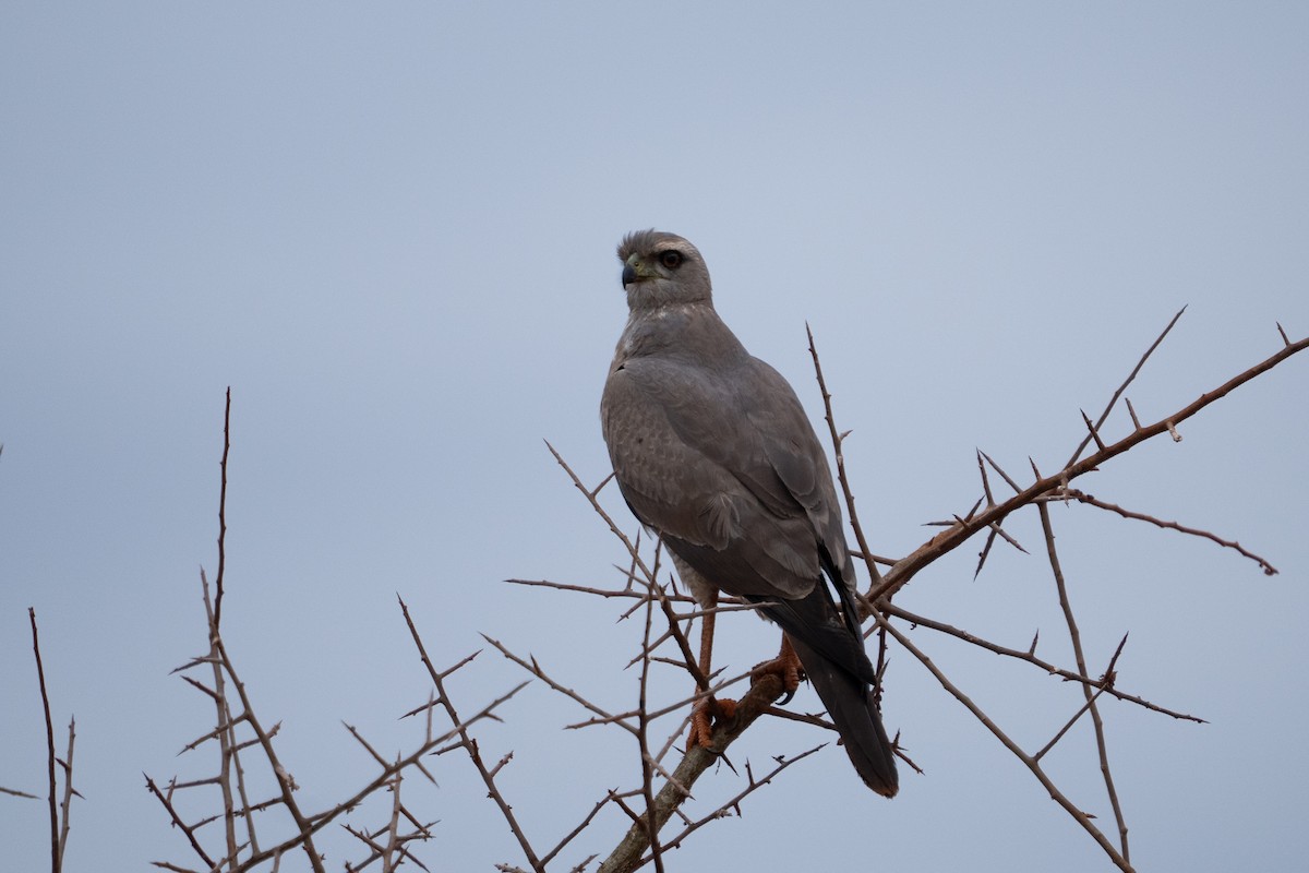 Eastern Chanting-Goshawk - ML640942859