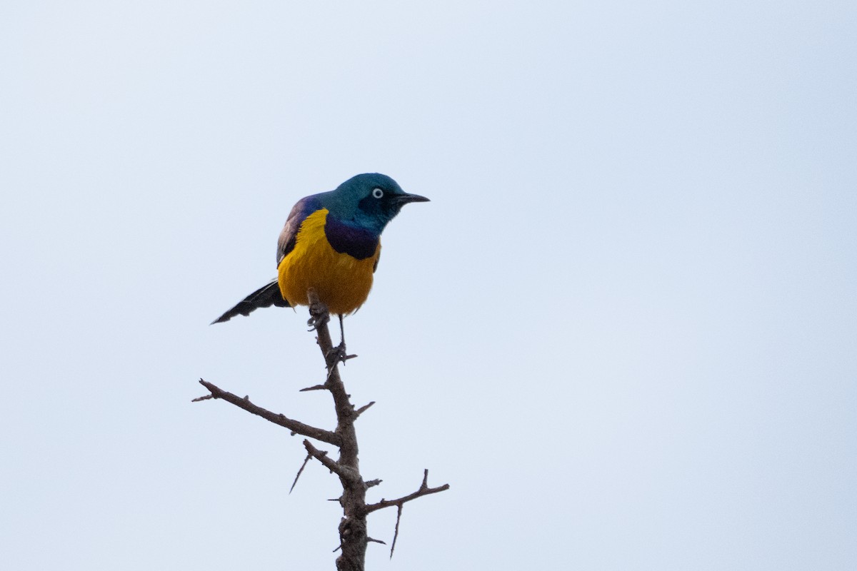 Golden-breasted Starling - ML640942878
