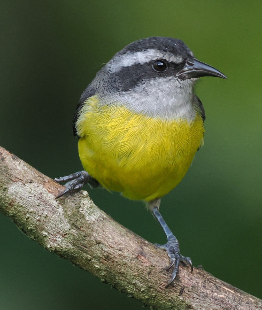 Bananaquit - ML640942913