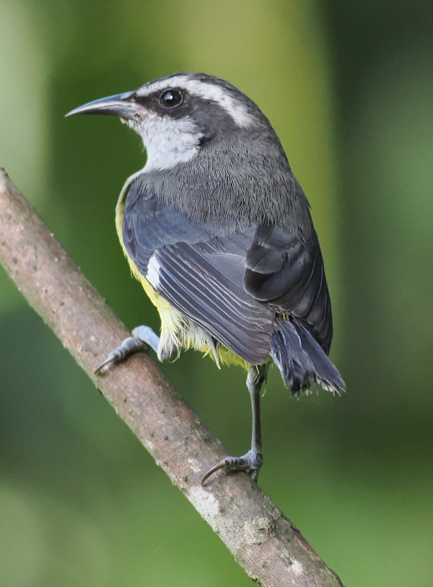 Bananaquit - ML640942914