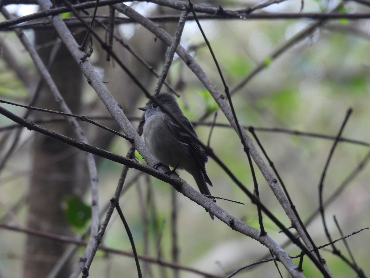 Hammond's Flycatcher - ML640942988