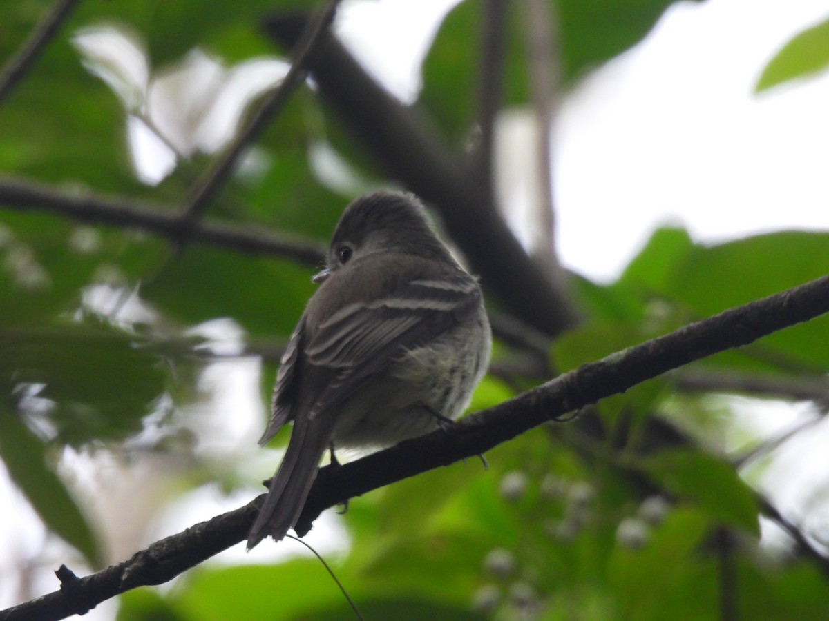 Hammond's Flycatcher - ML640942989