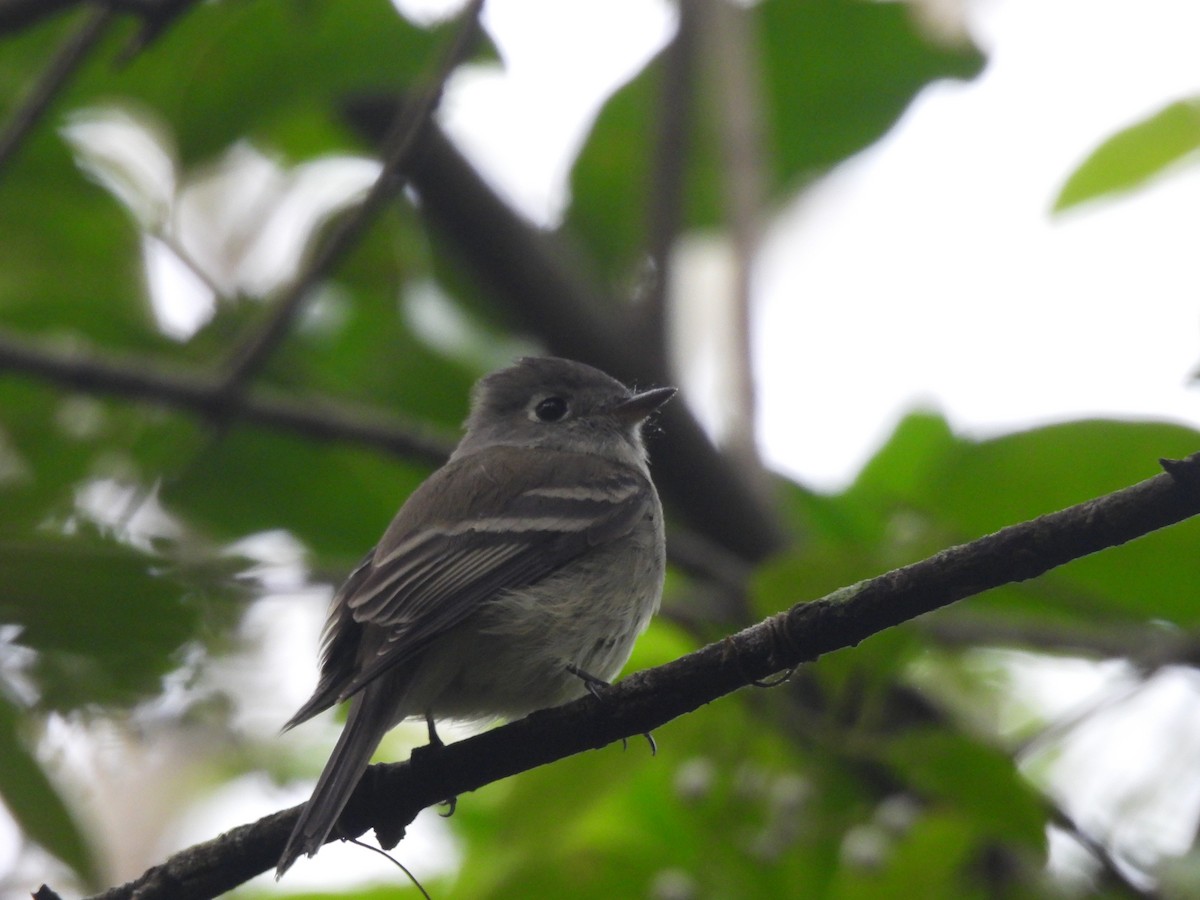 Hammond's Flycatcher - ML640942990