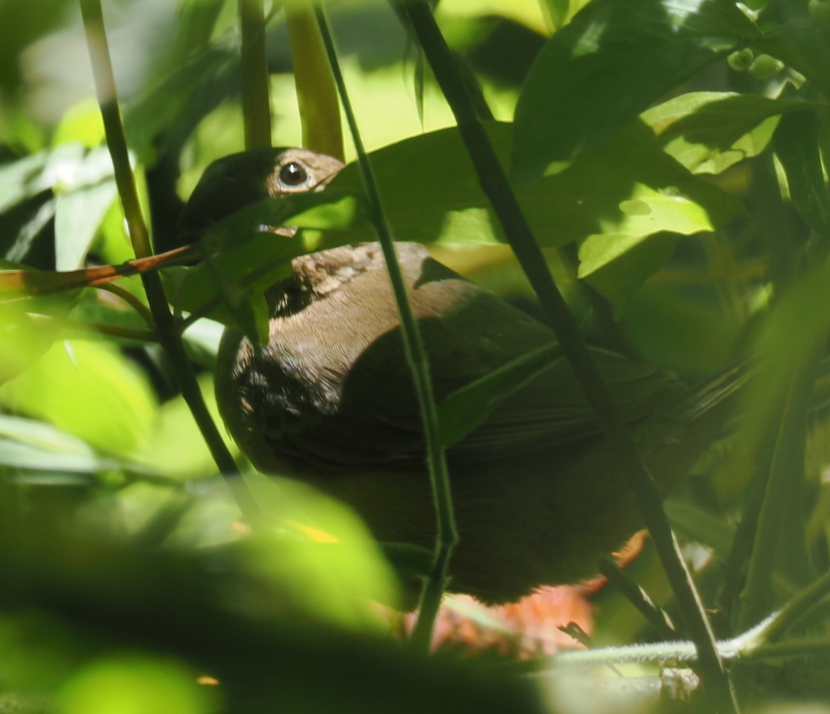 Parker's Antbird - ML640943075