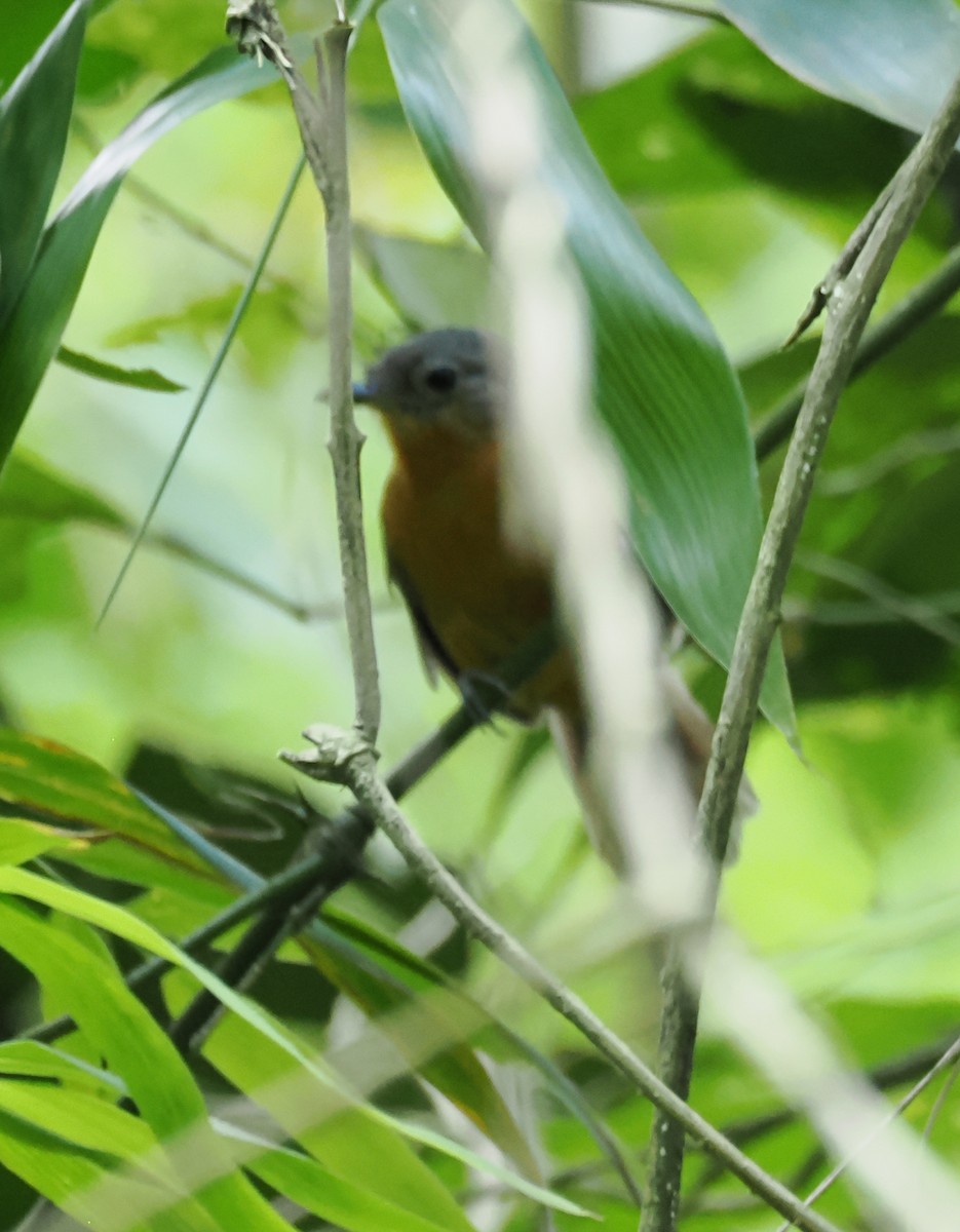 Parker's Antbird - ML640943076
