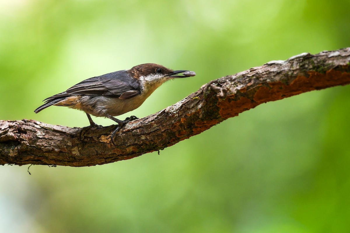 Brown-headed Nuthatch - ML640943219