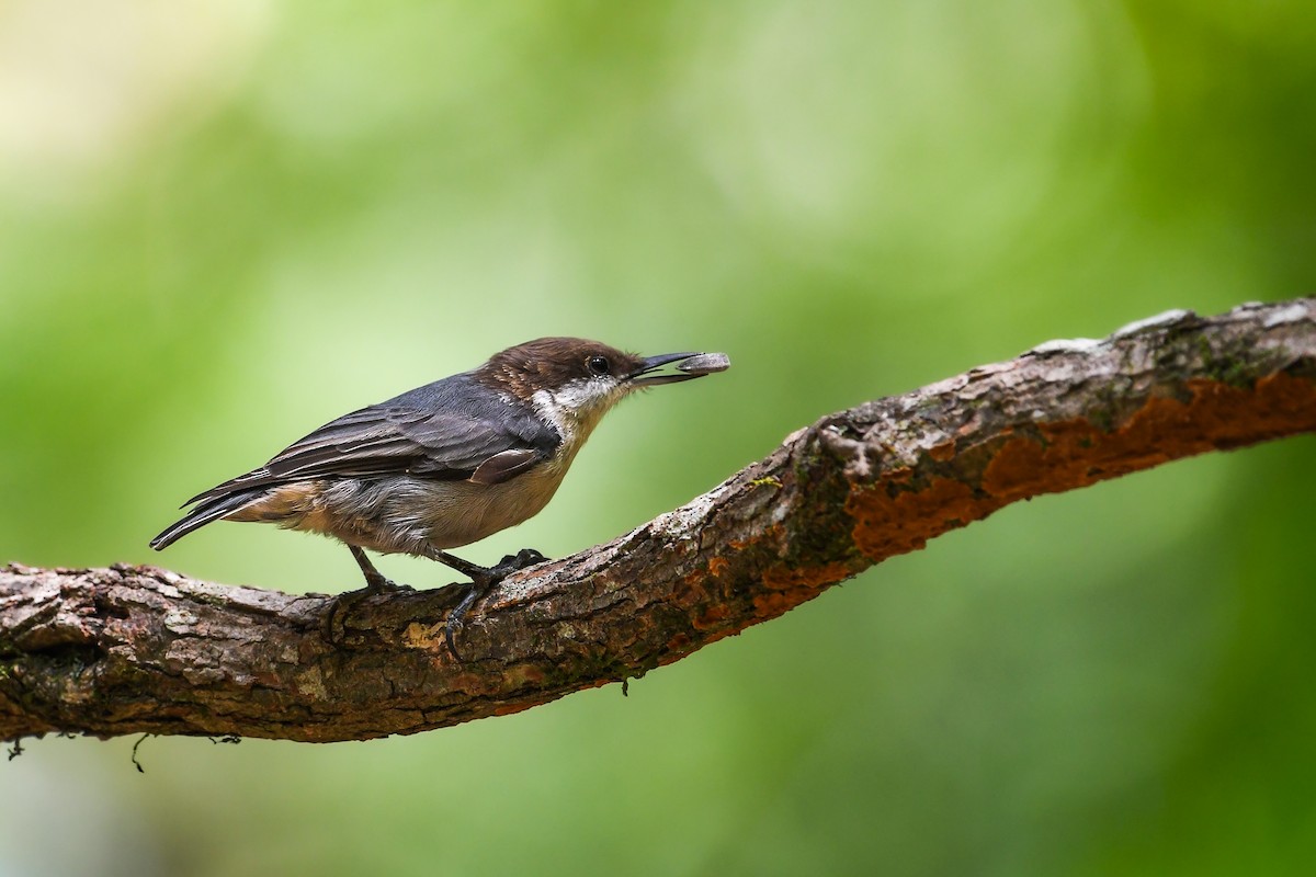 Brown-headed Nuthatch - ML640943220