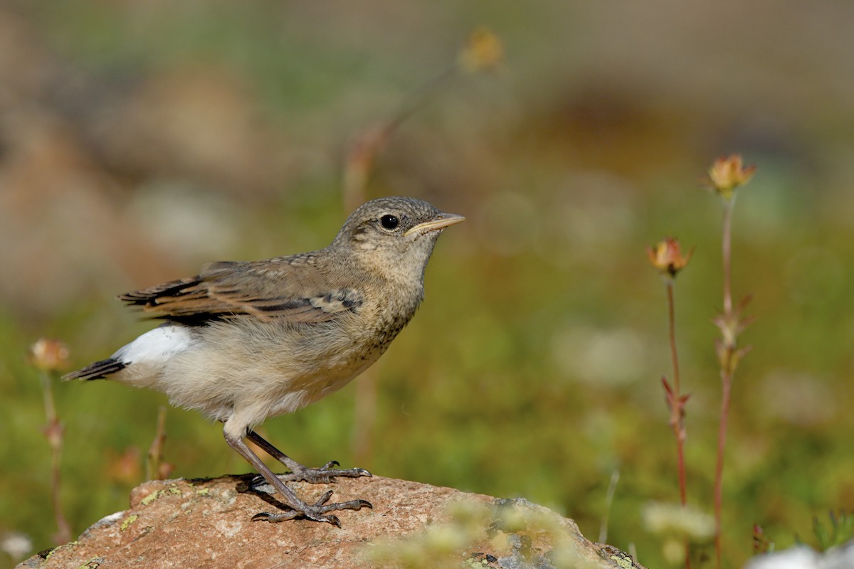 Northern Wheatear - ML640943264