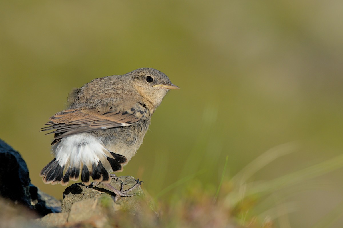 Northern Wheatear - ML640943265