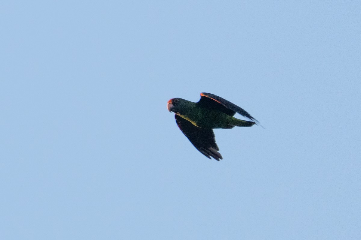 ズアカハネナガインコ - ML640943279