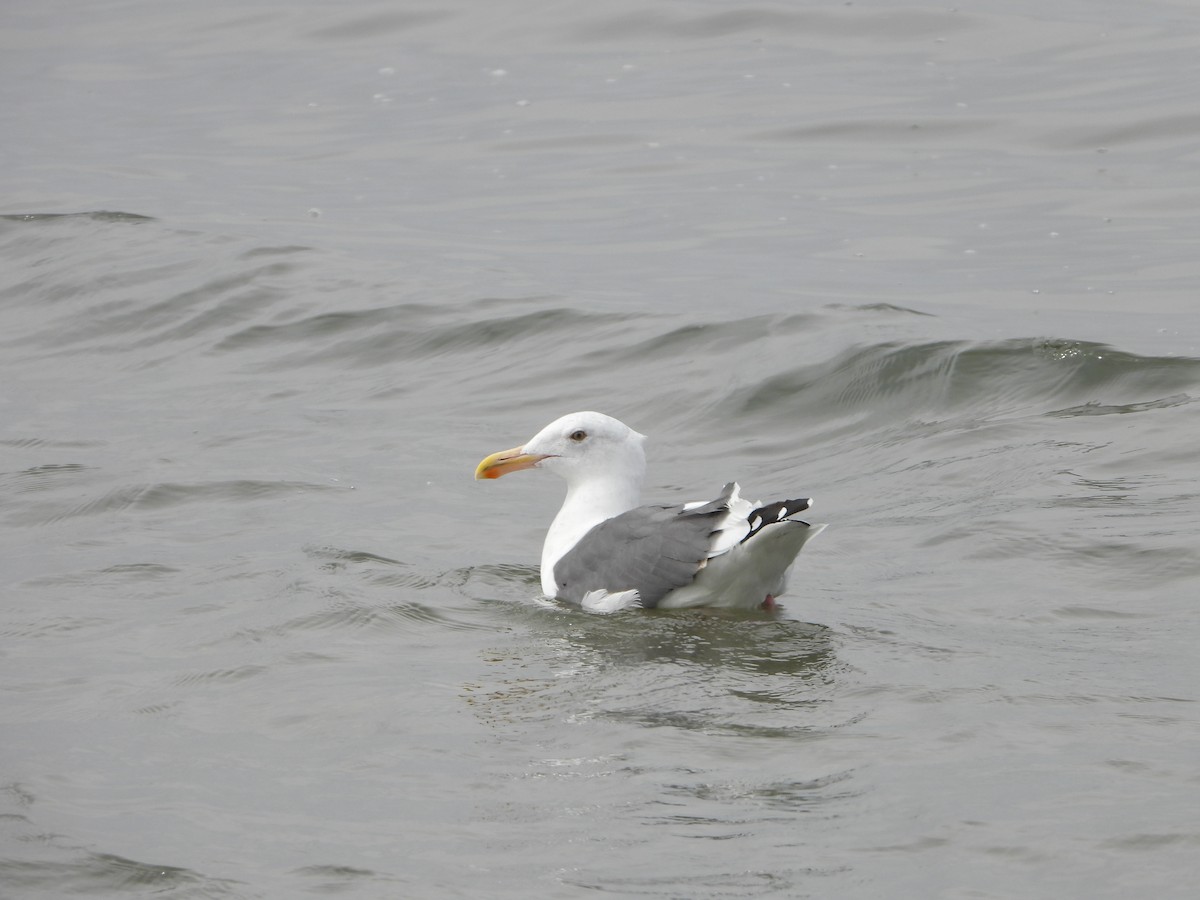 Western Gull - ML640943297