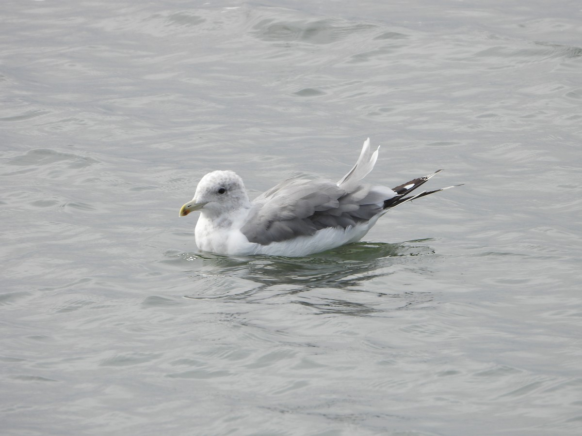 California Gull - ML640943301