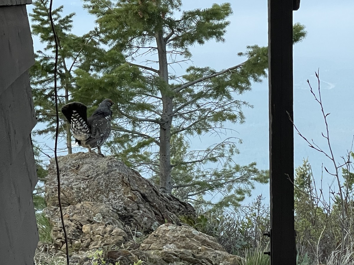 Dusky Grouse - ML640943302