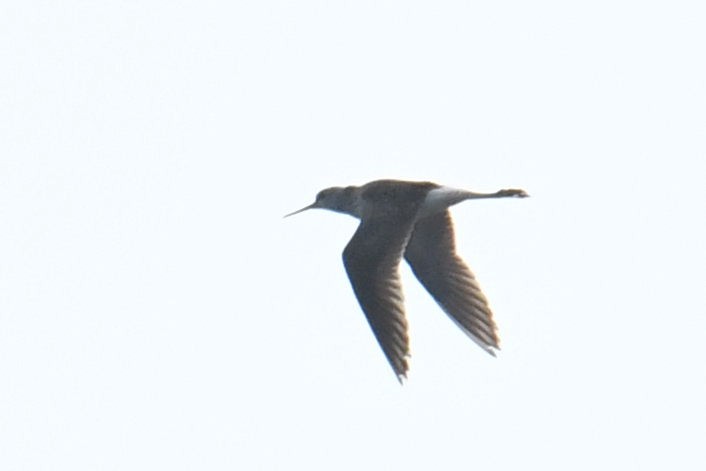 Lesser Yellowlegs - ML640943305