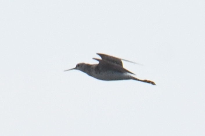 Lesser Yellowlegs - ML640943306