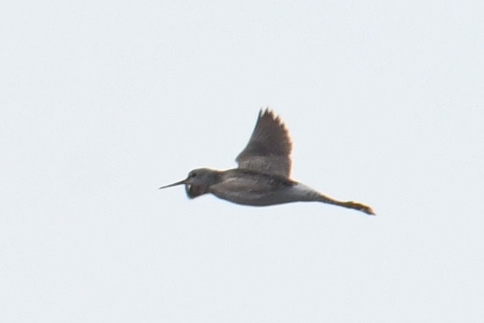 Lesser Yellowlegs - ML640943307