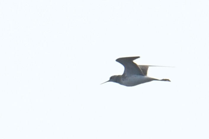 Lesser Yellowlegs - ML640943308