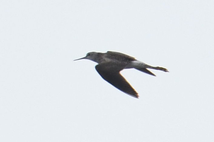 Lesser Yellowlegs - ML640943309
