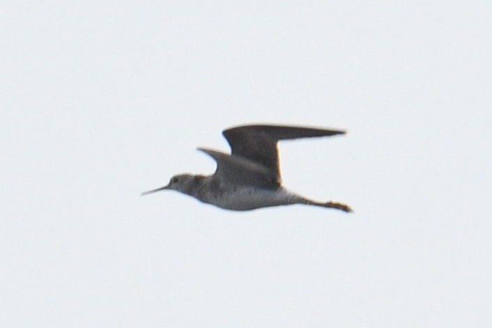 Lesser Yellowlegs - ML640943310