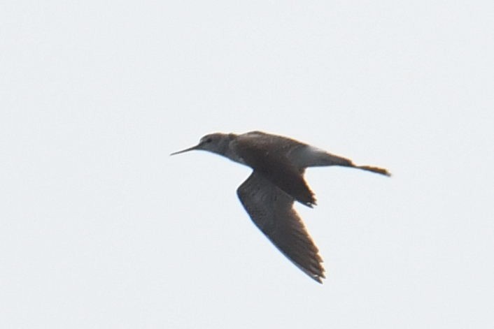 Lesser Yellowlegs - ML640943312