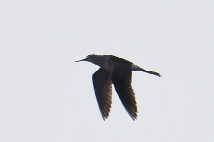 Lesser Yellowlegs - ML640943313