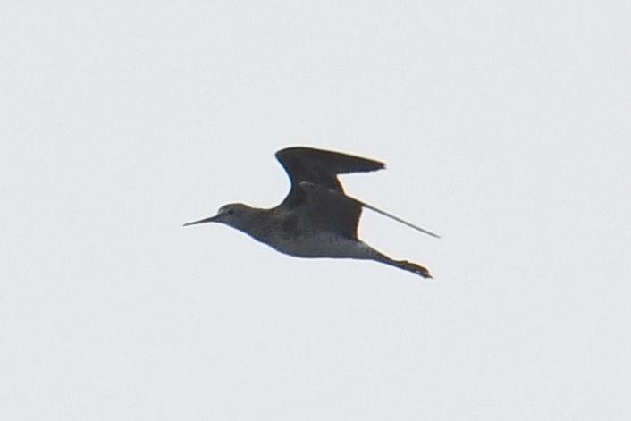 Lesser Yellowlegs - ML640943314