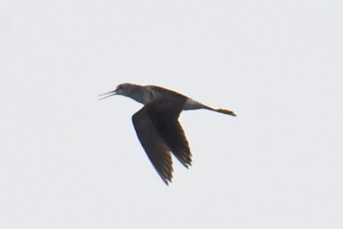 Lesser Yellowlegs - ML640943315