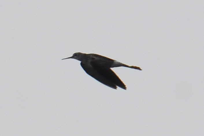 Lesser Yellowlegs - ML640943317