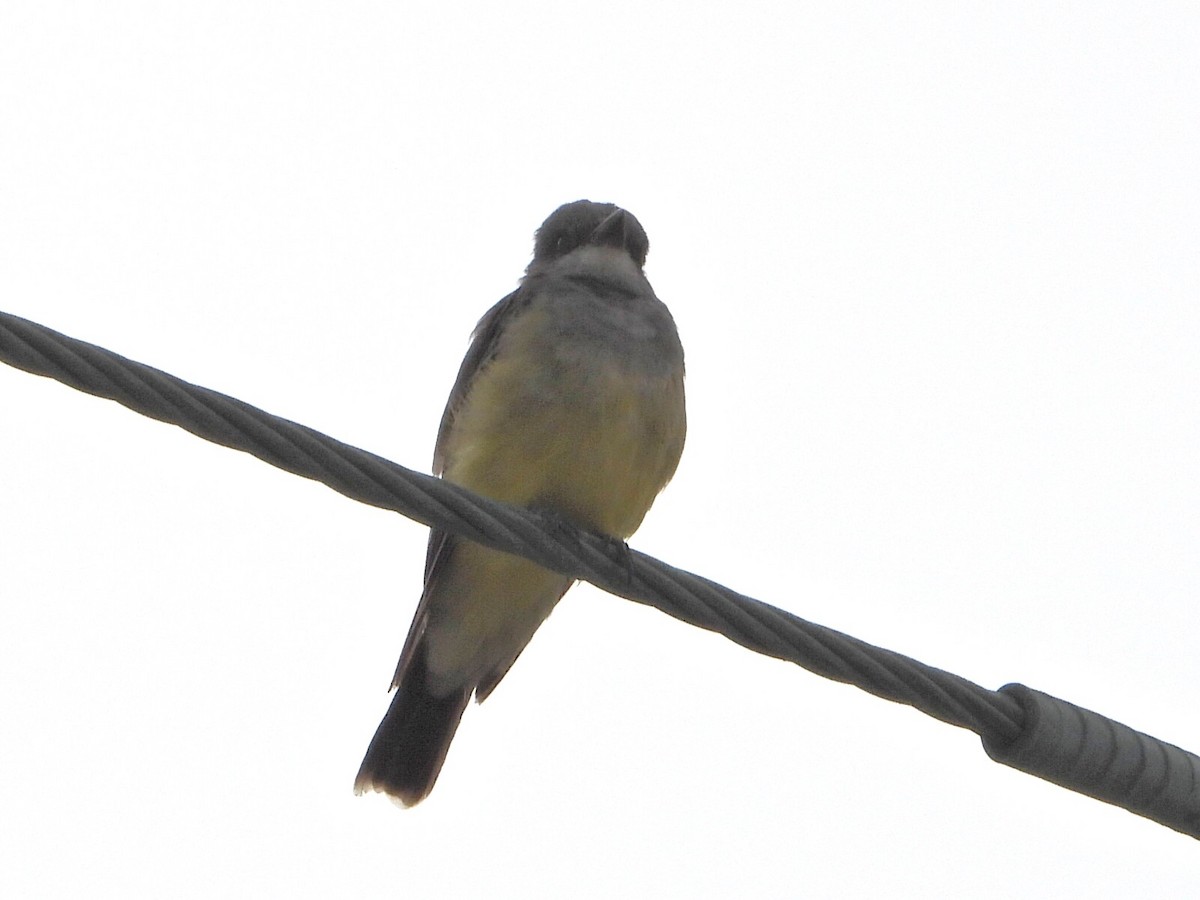 Cassin's Kingbird - ML640943318