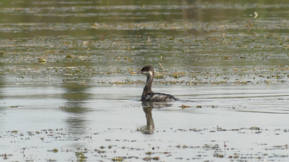 Eared Grebe - ML640943324
