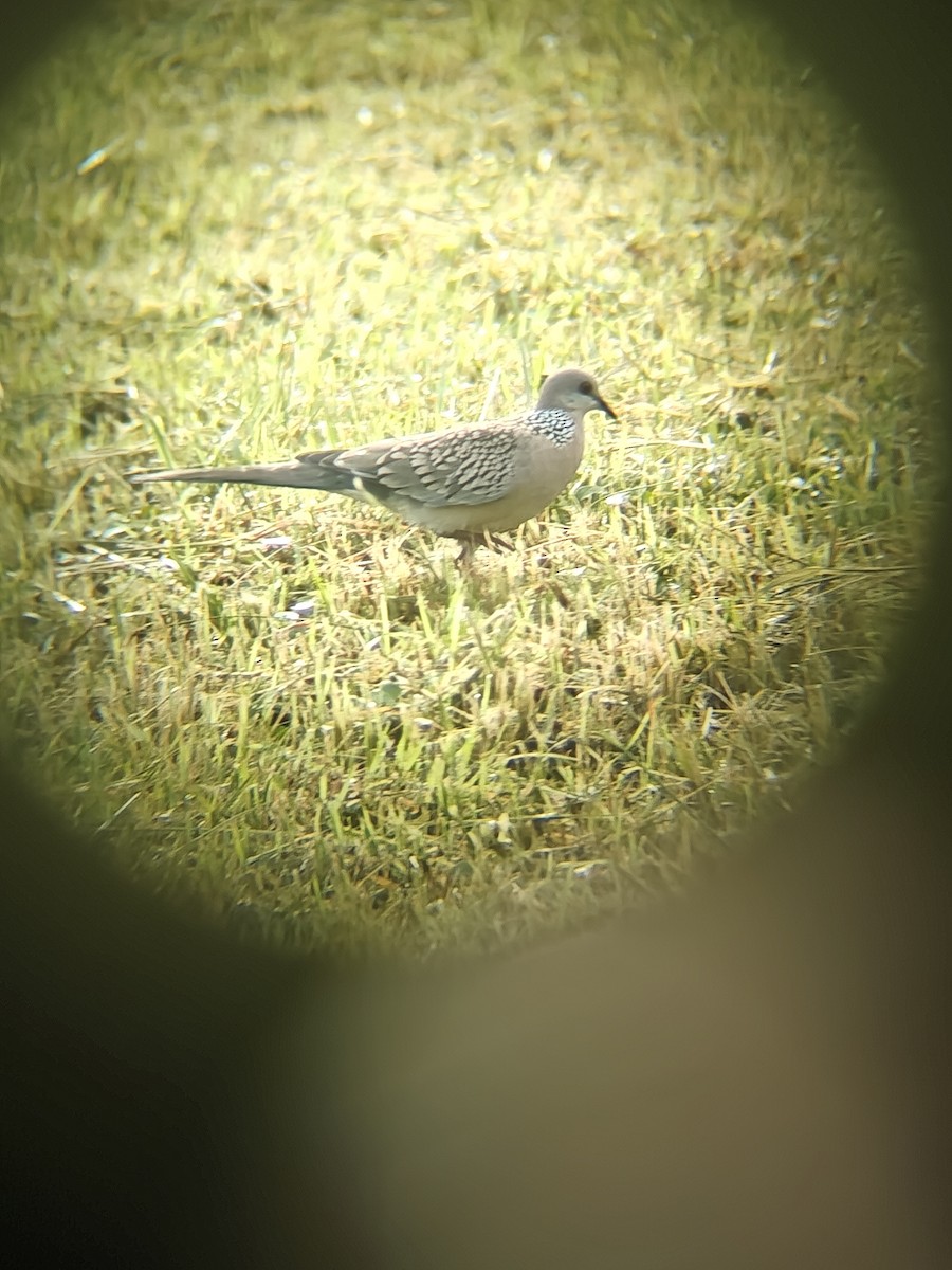 Spotted Dove - ML640943338
