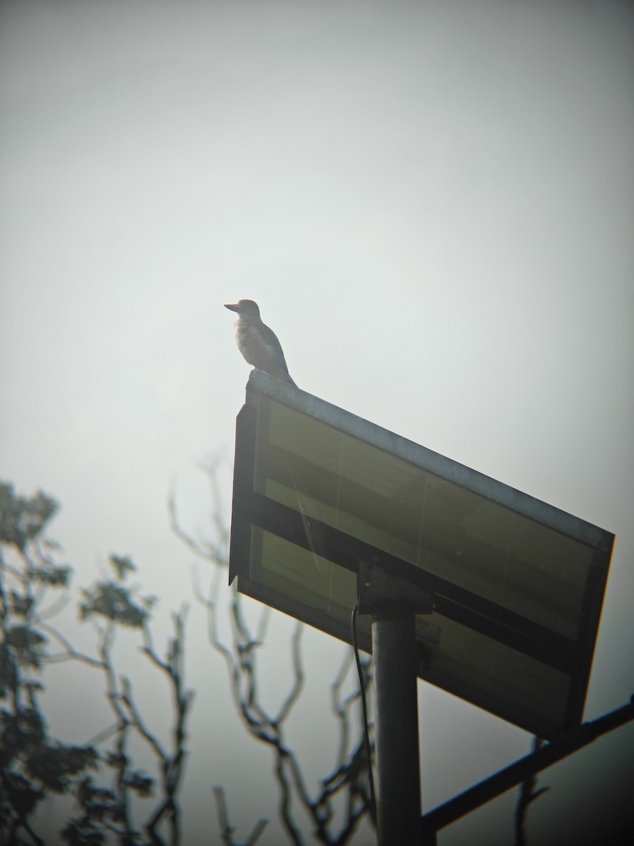 White-throated Kingfisher - ML640943349