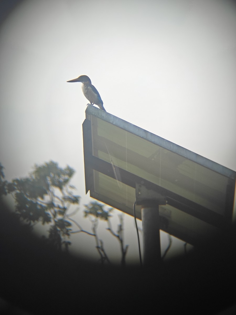 White-throated Kingfisher - ML640943350