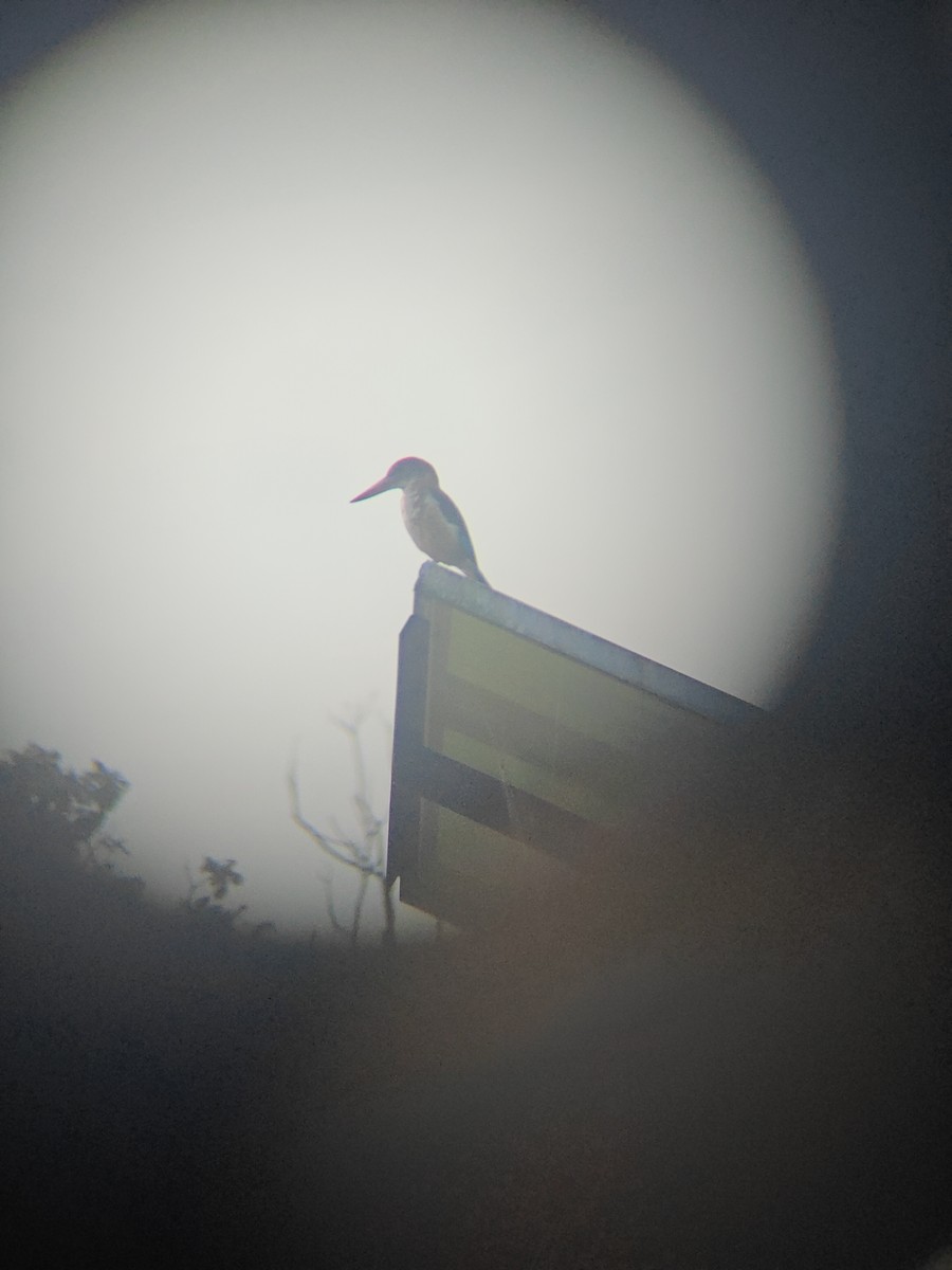 White-throated Kingfisher - ML640943351