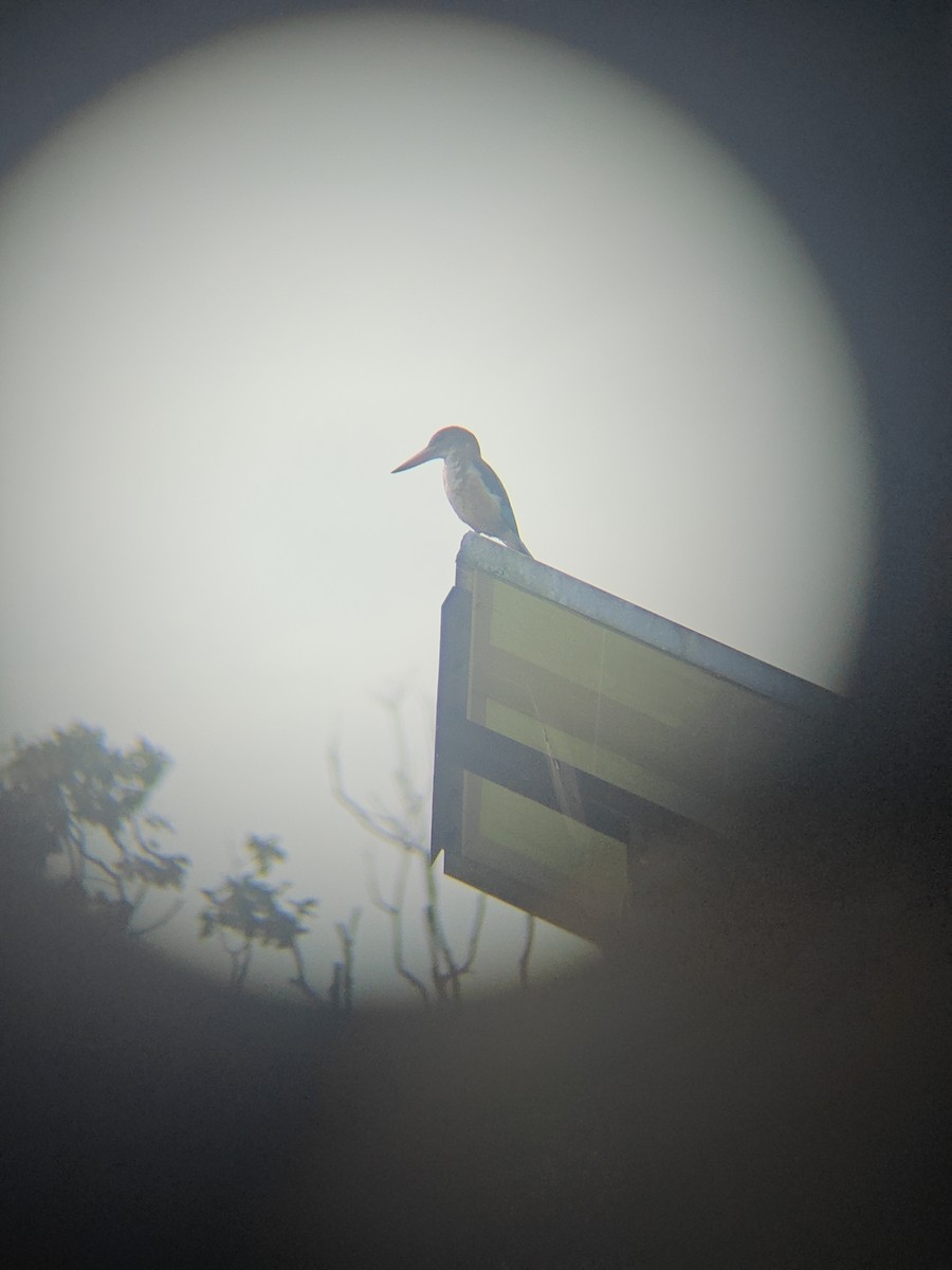 White-throated Kingfisher - ML640943352