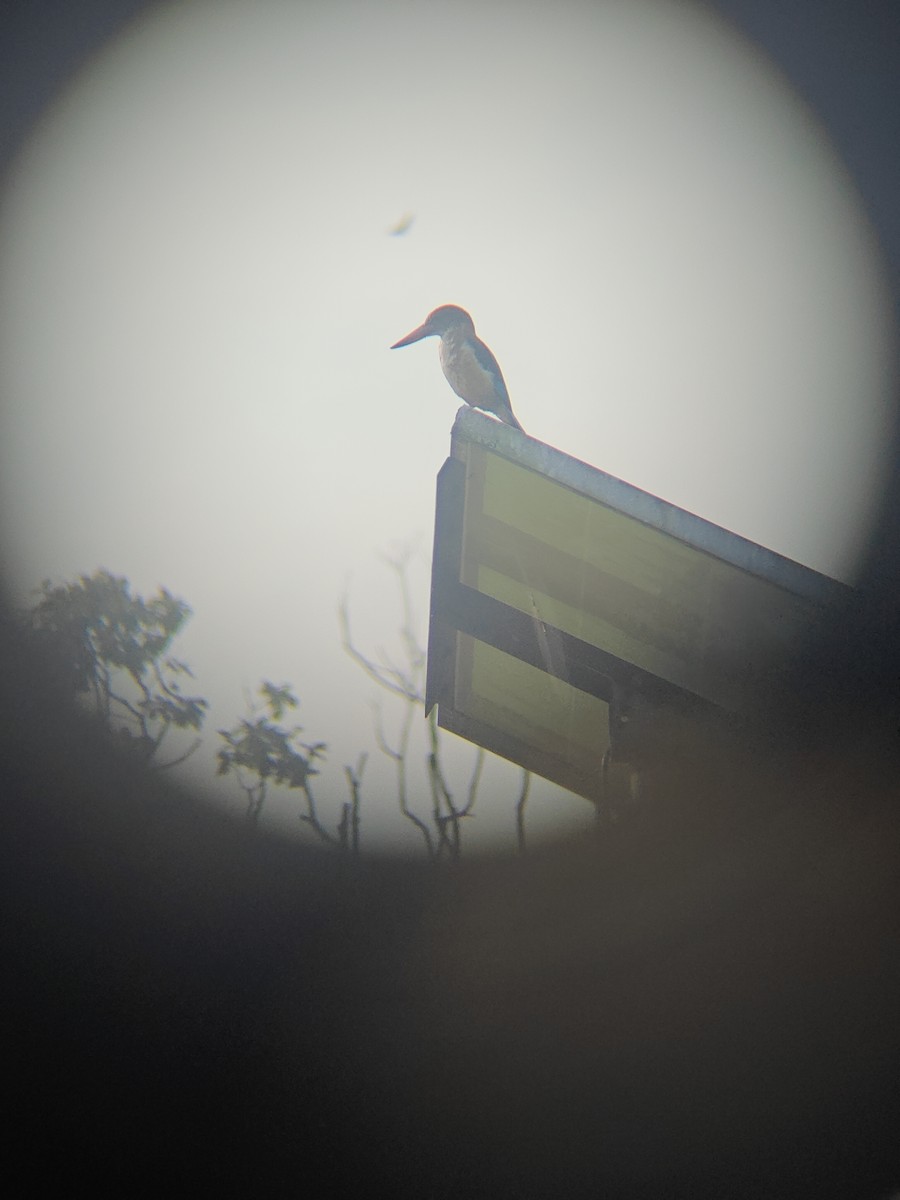 White-throated Kingfisher - ML640943353
