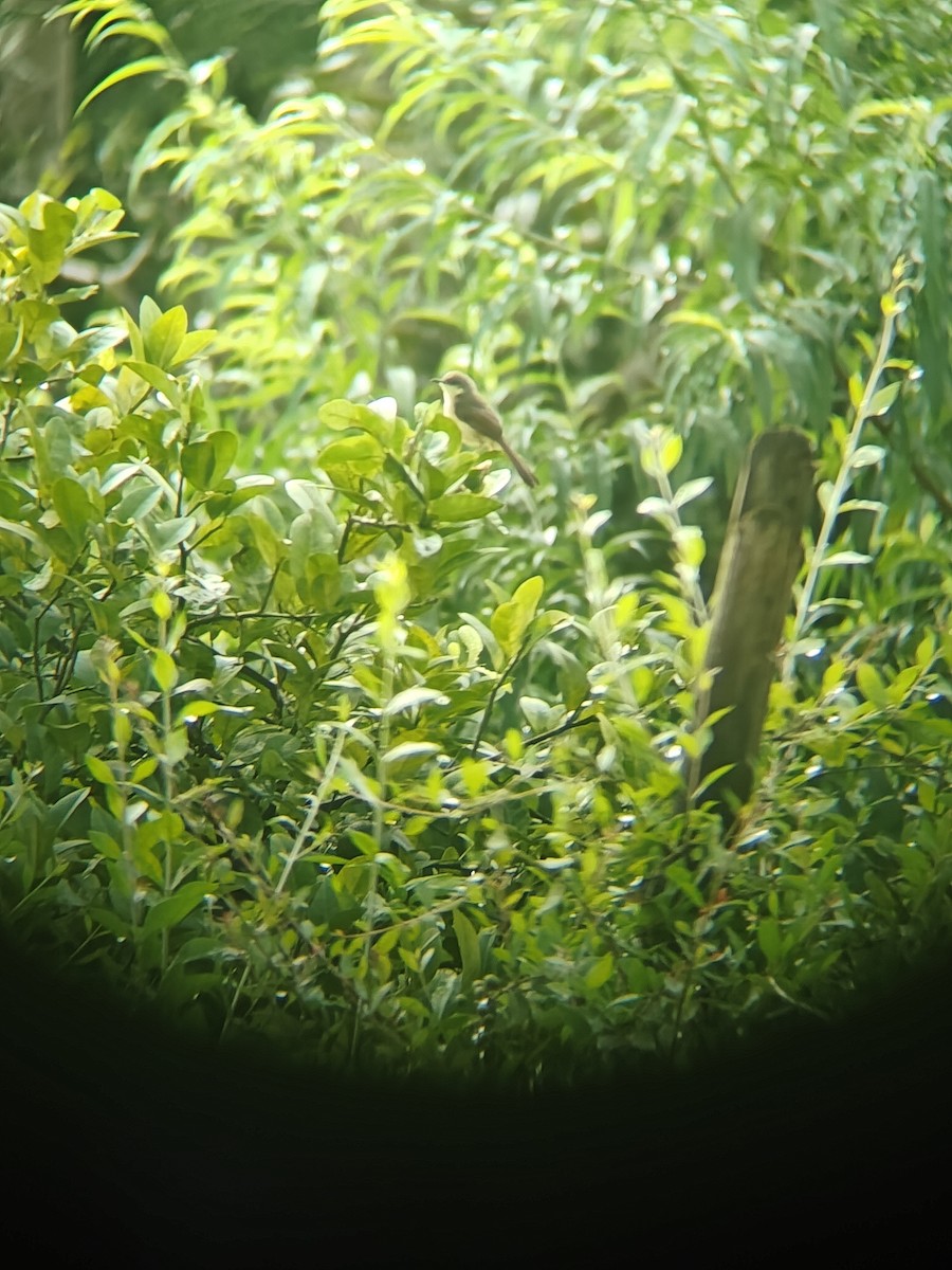 Ashy Prinia - ML640943366
