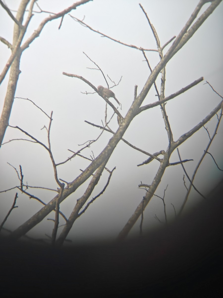 Jungle Babbler - ML640943368