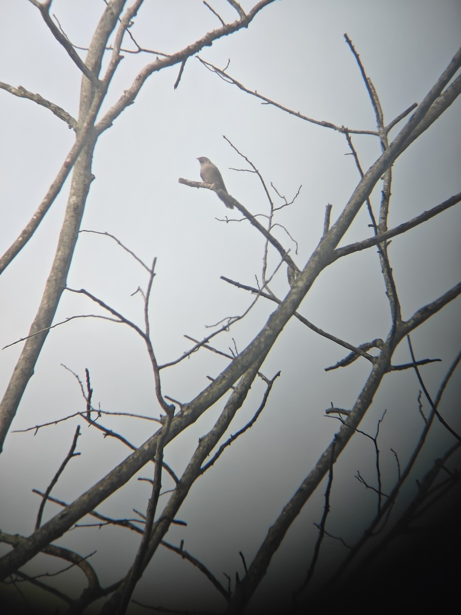 Jungle Babbler - ML640943370