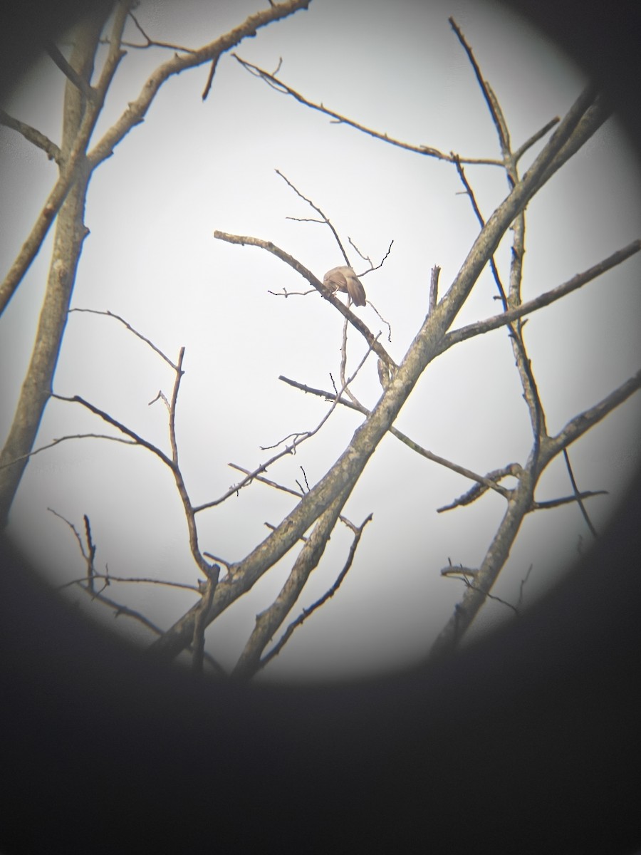 Jungle Babbler - ML640943371