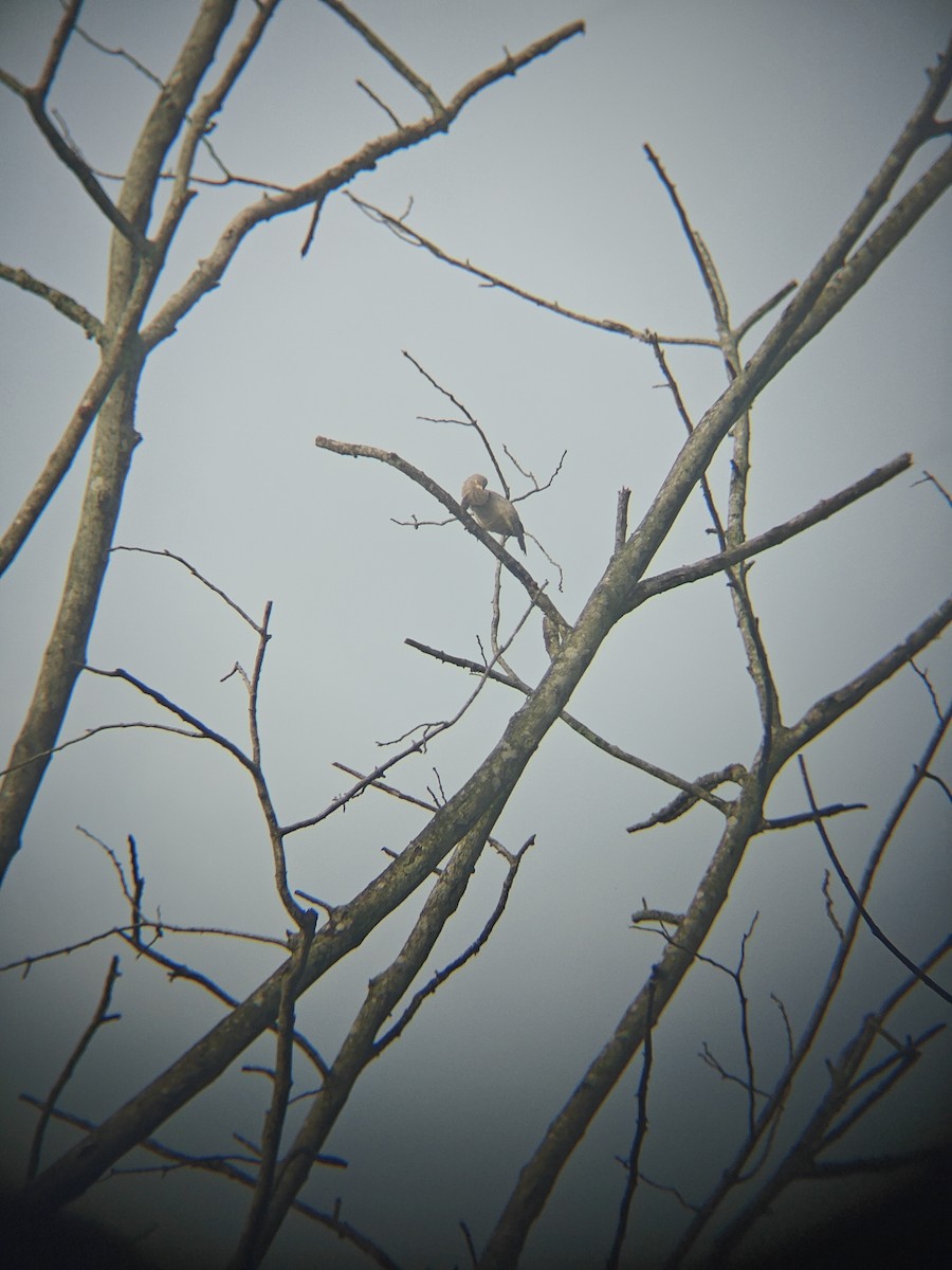 Jungle Babbler - ML640943372