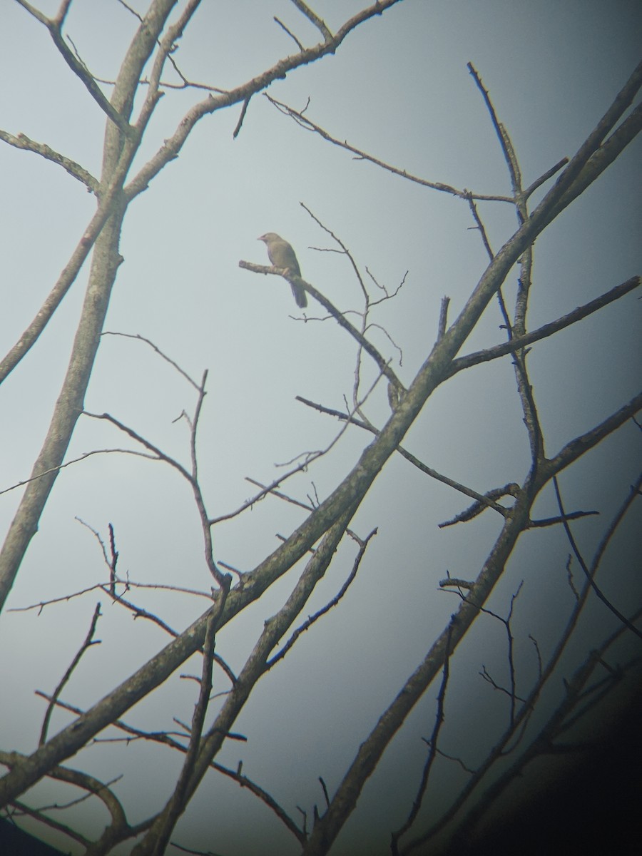 Jungle Babbler - ML640943374