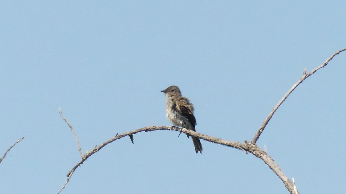 Western Wood-Pewee - ML640943375