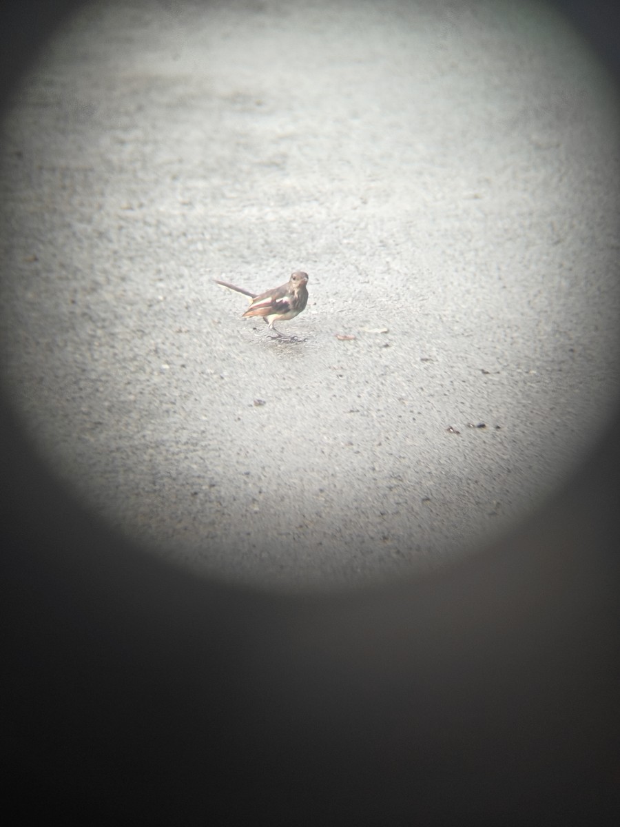 Oriental Magpie-Robin - ML640943383