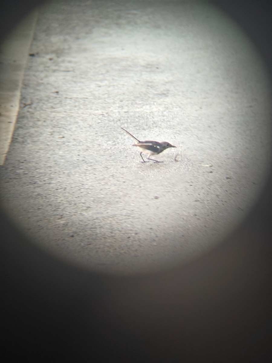 Oriental Magpie-Robin - ML640943384