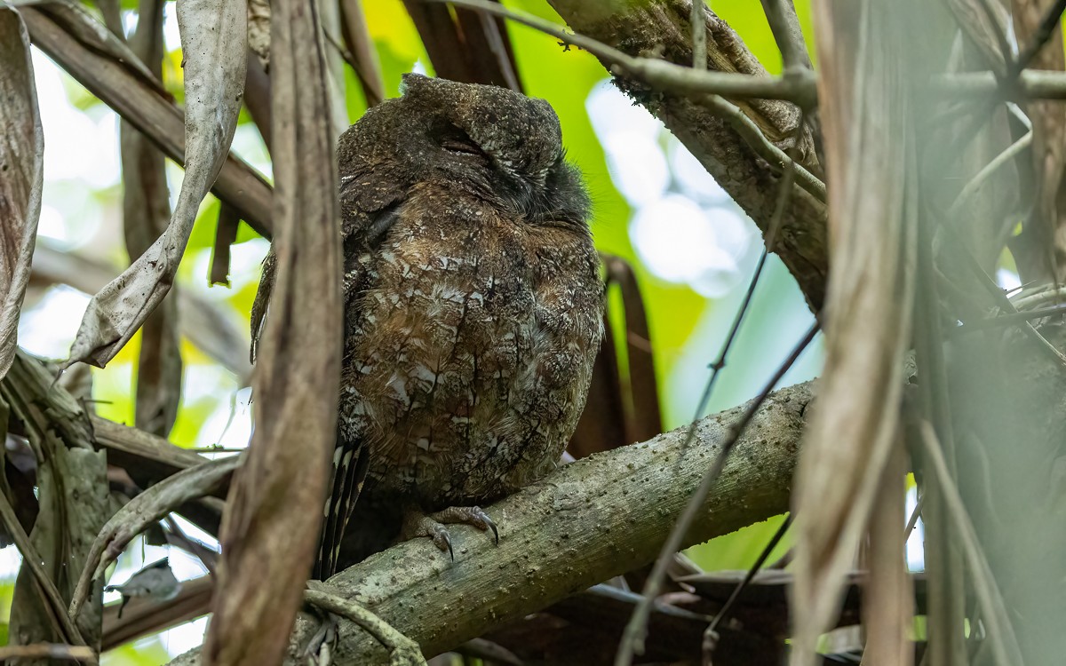Madagascar Scops-Owl (Rainforest) - ML640943462