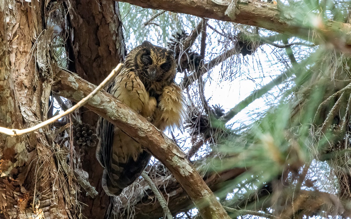 Hibou malgache - ML640943477
