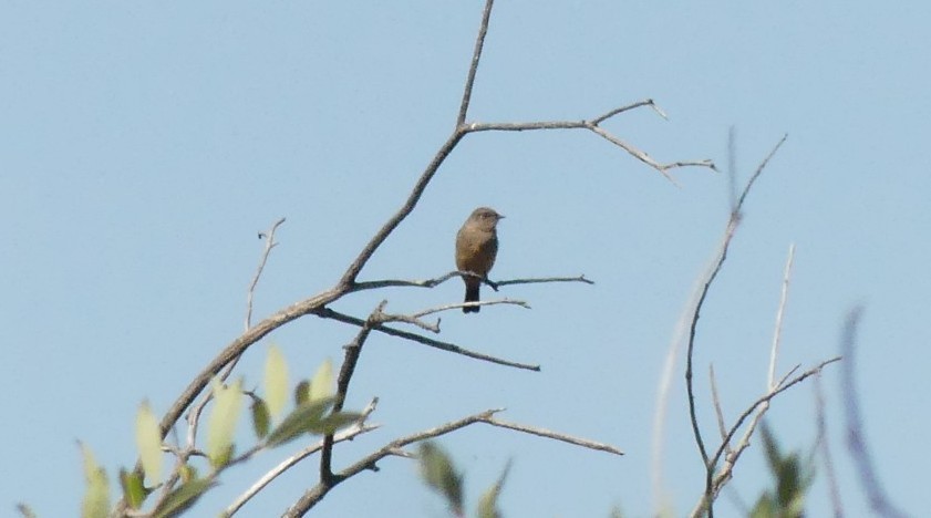 Say's Phoebe - ML640943479